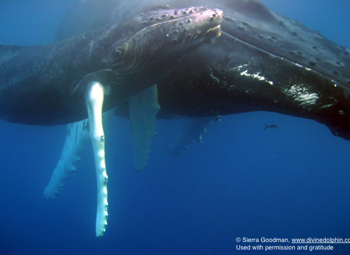 To Hear the Song of a Humpback Whale