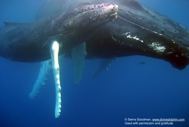 To Hear the Song of a Humpback Whale