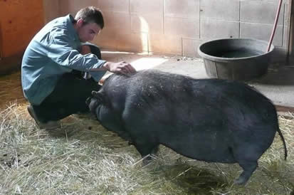 Daisy the Pig and 403 Other Animals Rescued from Fire by the SPCA