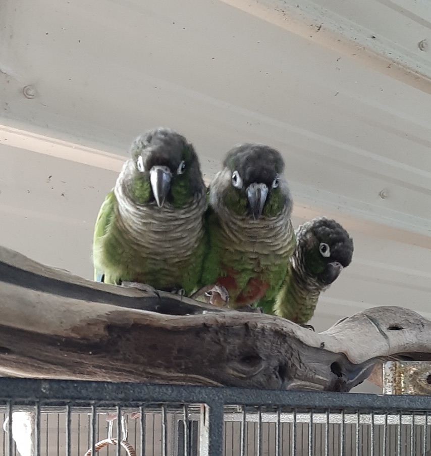 Conure Love